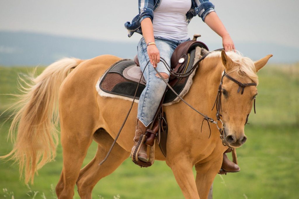 Shop – Virtual Horse Sport