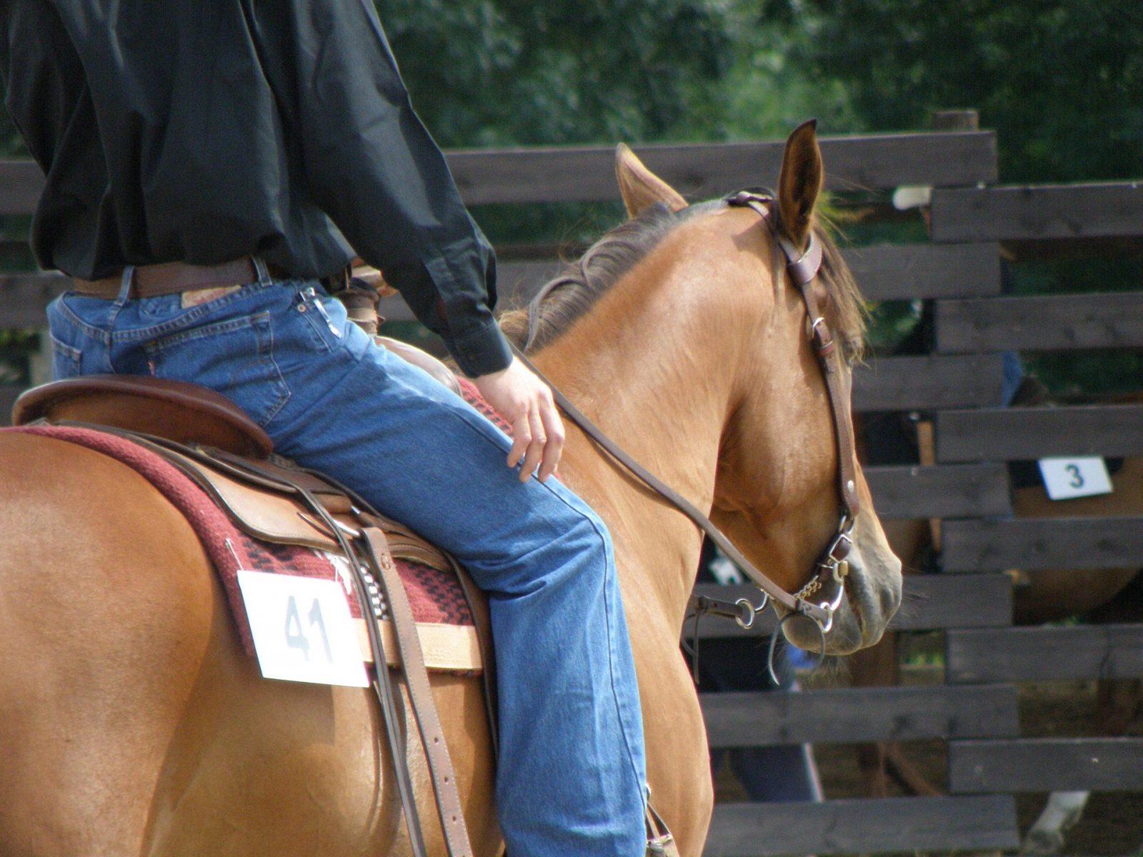horse-444017_1920 horse-444017_1920