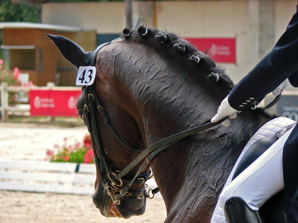 スポーツ・フィットネス Enjoying Dressage Australian Olympic Team Horse Samhitas to Japan
