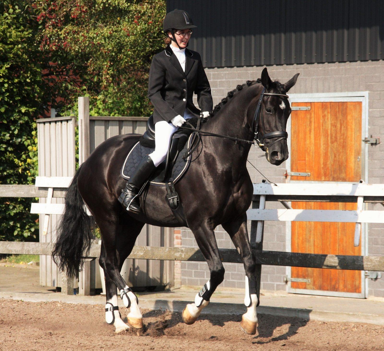 dressage-1308564_1920 dressage-1308564_1920